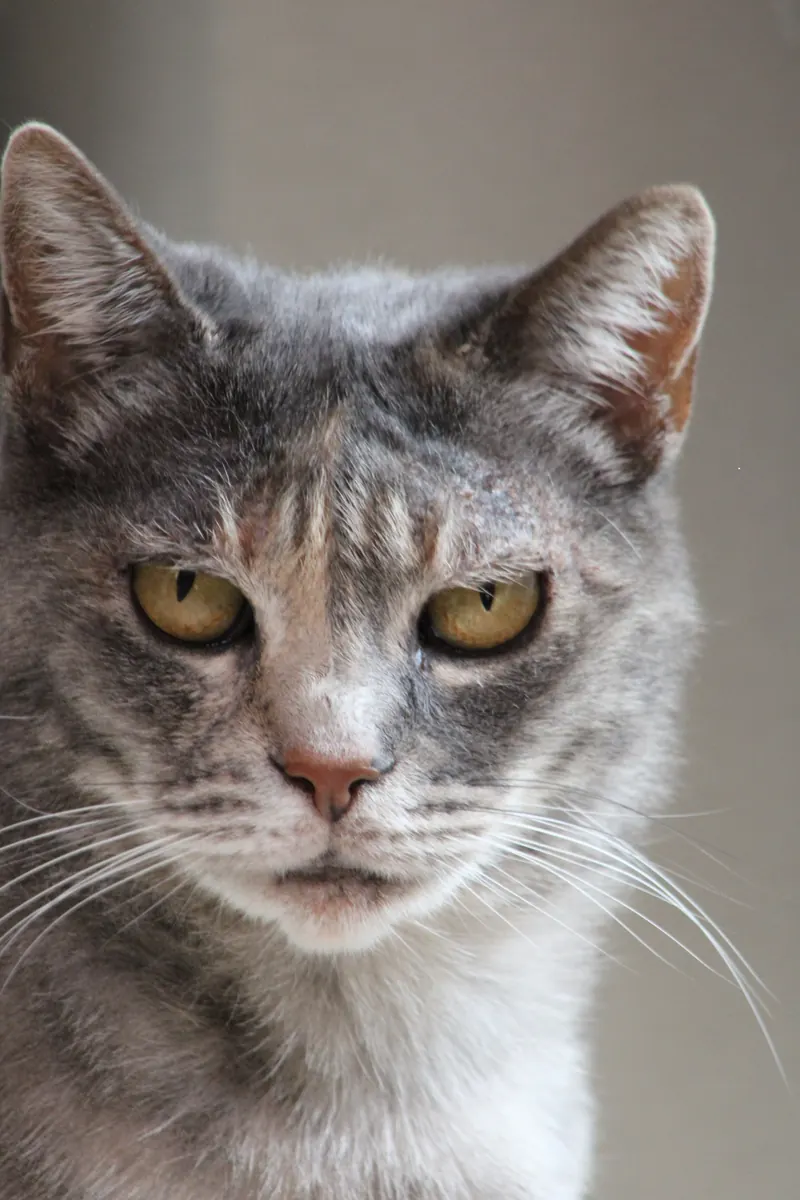 A gray tabby cat looking straight at the camera