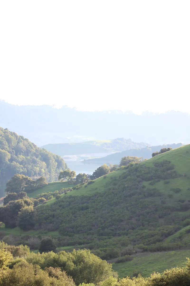 Green hills rolling down toward the bay