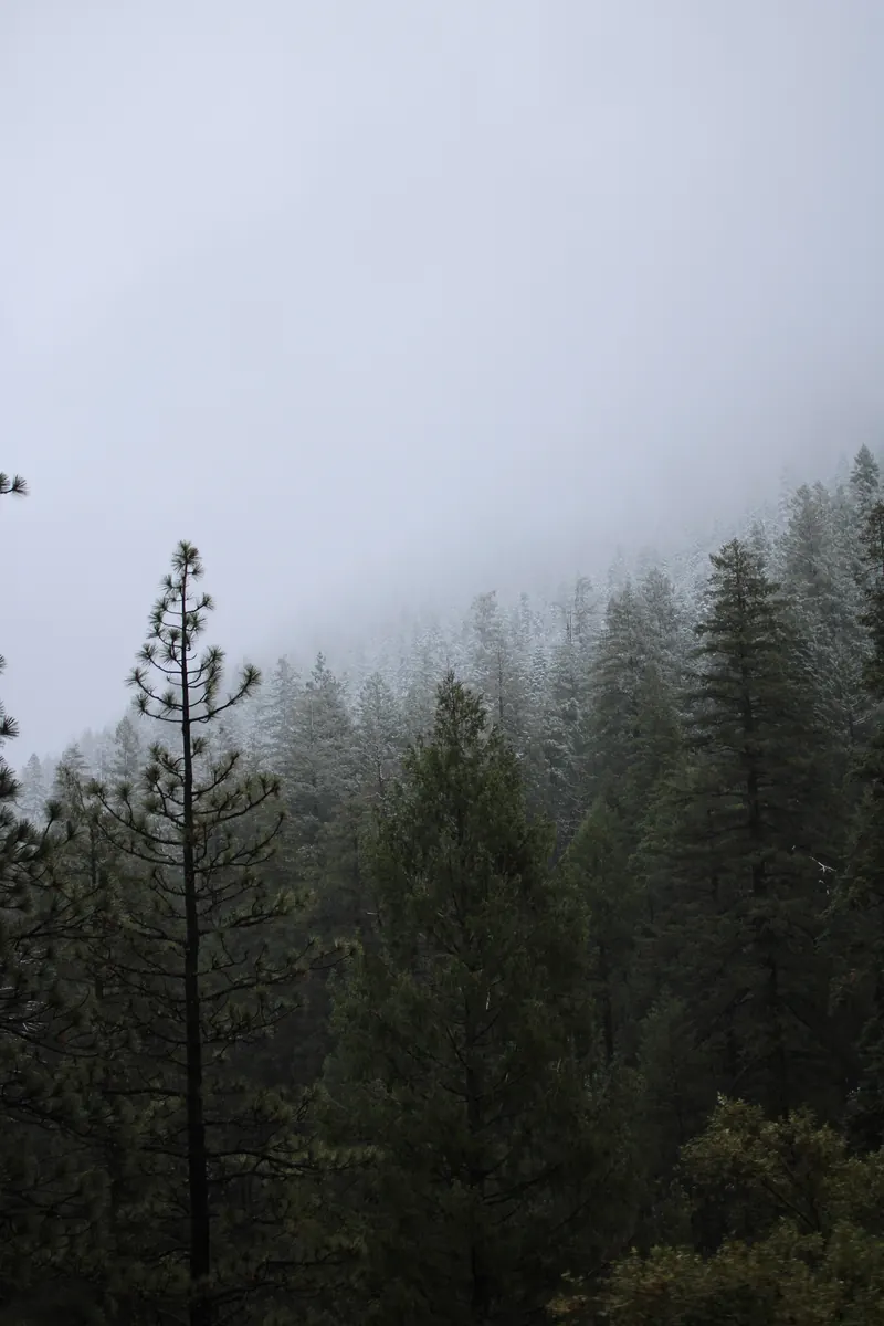 Pine trees fading into fog