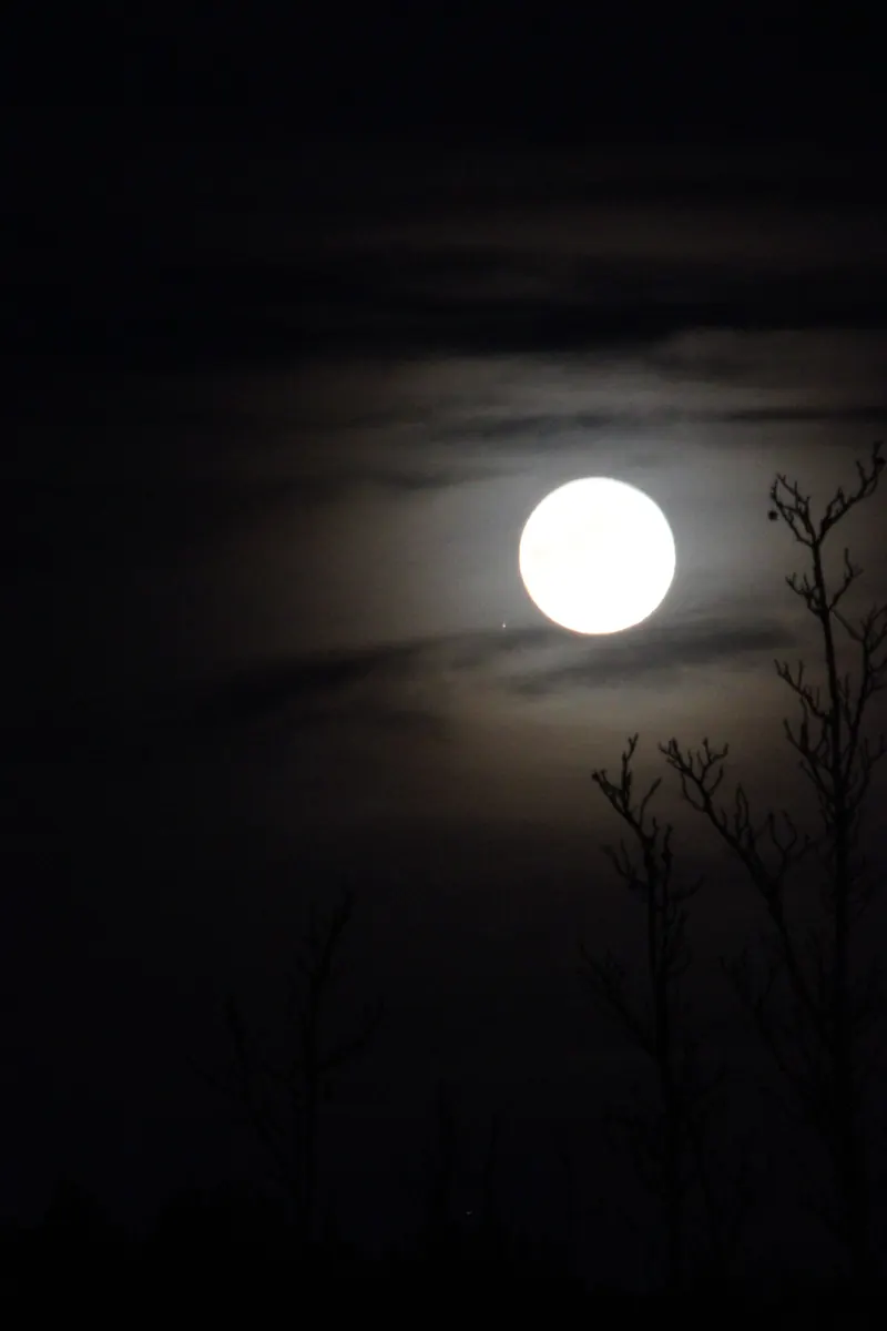 A full moon behind bare branches